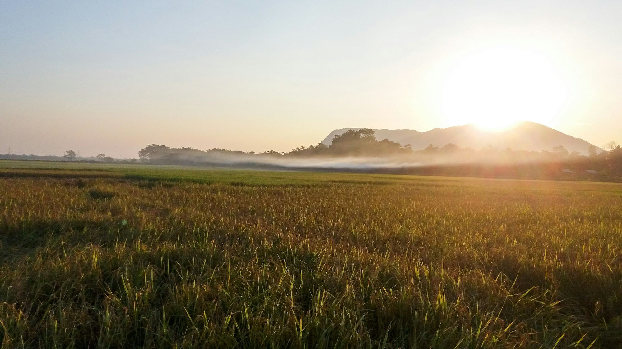 Golden paddy at sunrise, with morning mist and distant hills