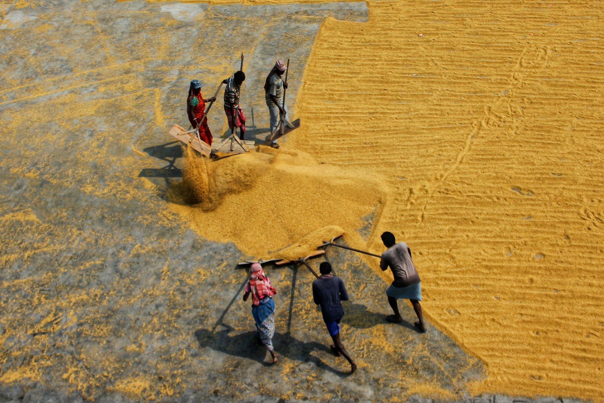 Workers raking golden paddy across a drying floor