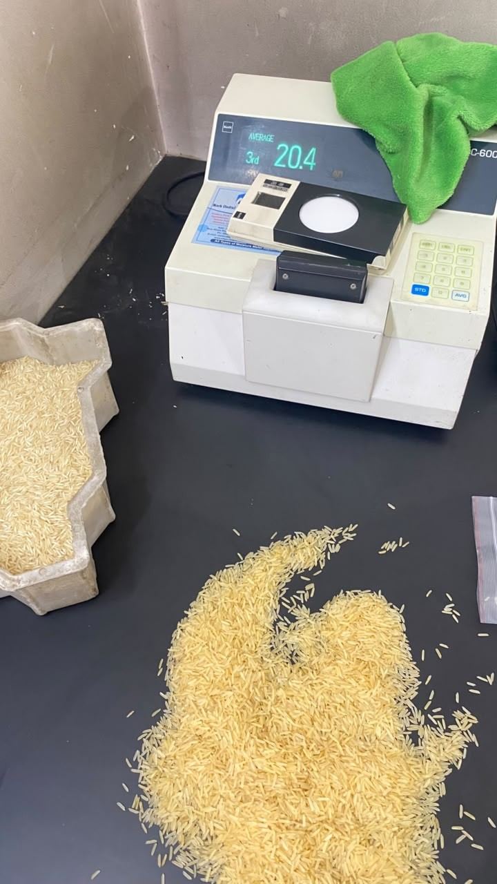 Rice samples in the laboratory