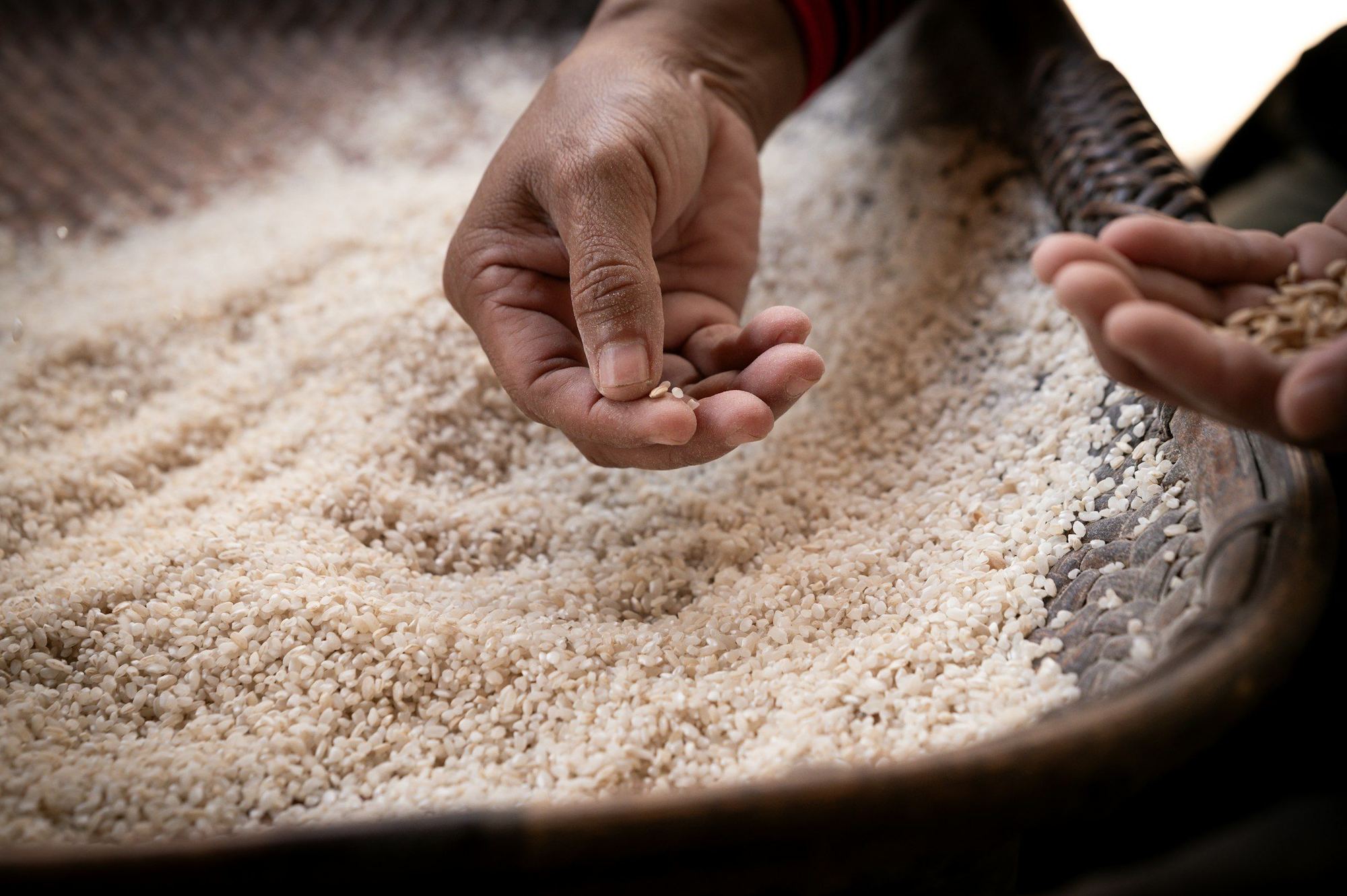 Hands inspecting rice grains in a woven basket