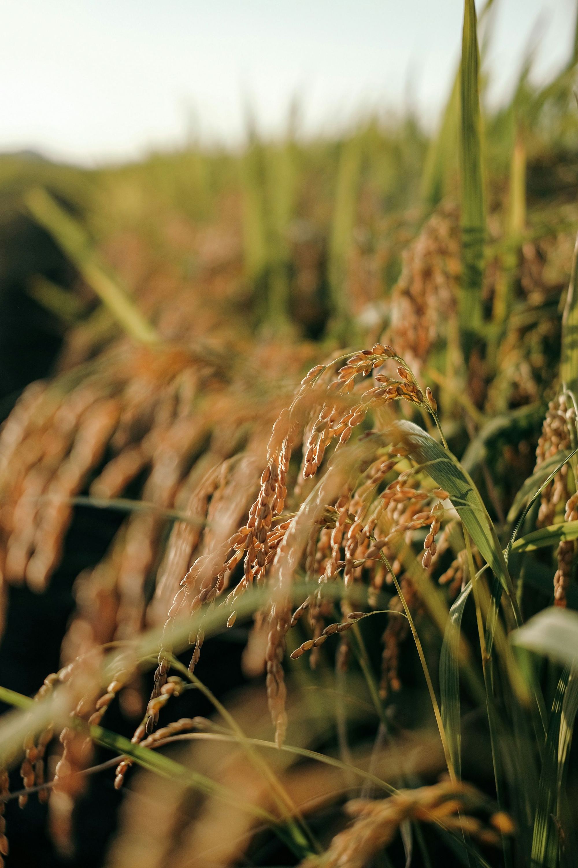 Ripe rice panicles bending under the weight of the grain