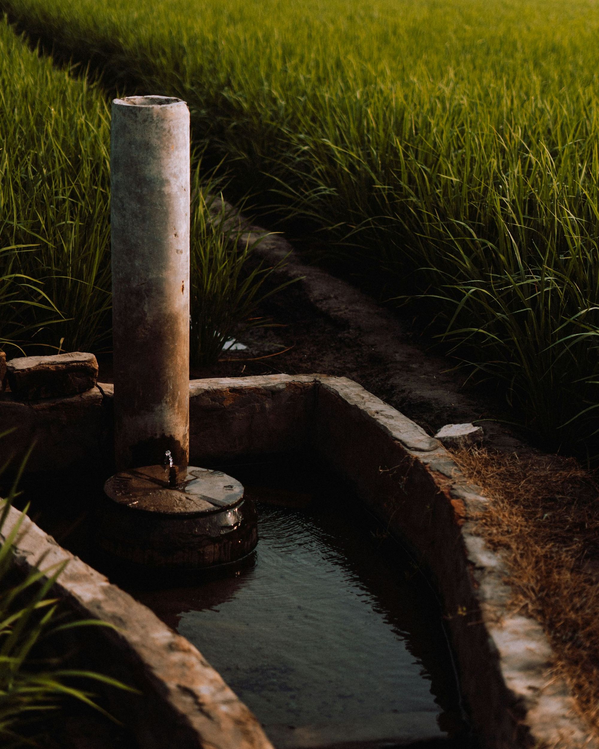 Irrigation water flowing into a channel beside a paddy field